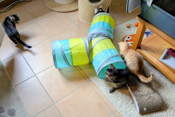 Vier Katzen spielen im Wohnzimmer mit einem Tunnel, Kratzpappe und Kratzsäule.